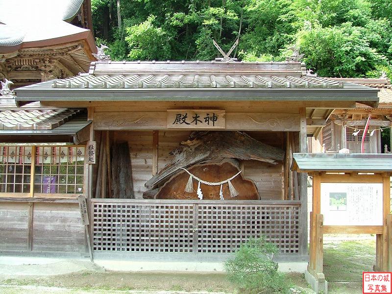 吉田郡山城 清神社 清神社の杉。数百年に渡り境内に生えていた神木だが、1999年に台風で倒れてしまった。