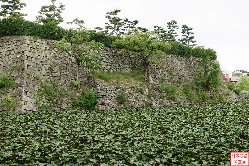 岸和田城 二の丸伏見櫓跡 二の丸石垣を見る。途中セットバックされているのが見える
