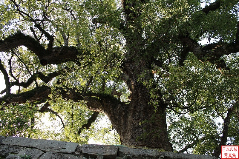 和歌山城 大手門・一の橋 一の橋の樟樹。推定樹齢は500年近い。天然記念物に指定されている。