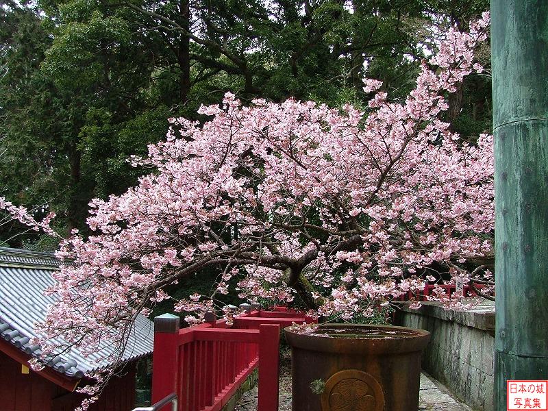 久能山城 拝殿 寒桜