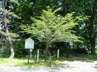 上山城 土岐桜。かつての城主・土岐氏を称えるために植樹されたもの。
