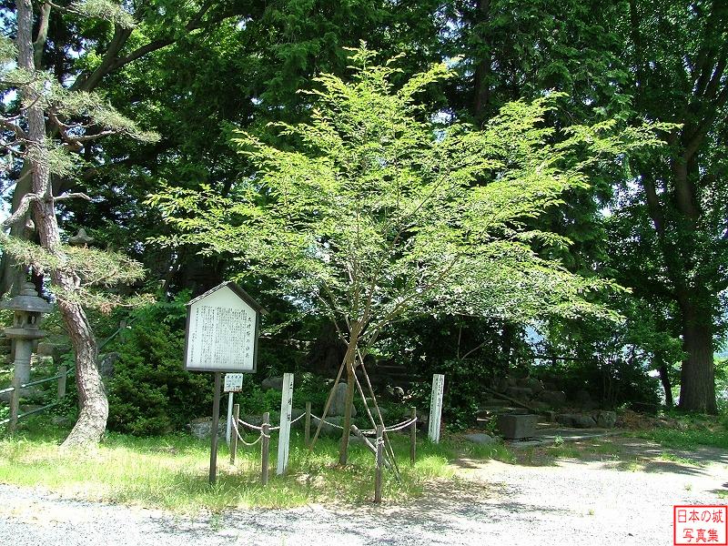 上山城 上山城 土岐桜。かつての城主・土岐氏を称えるために植樹されたもの。