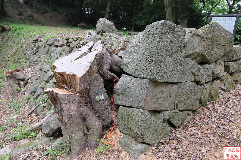 米子城 内膳丸（下段） 石垣に食い込む木株。以前は茂っていた木が伐採されている。