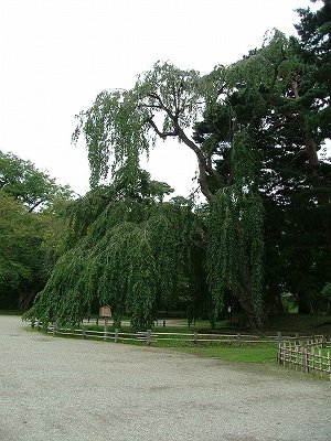 弘前城 二の丸のシダレザクラ(二の丸大枝垂れ)