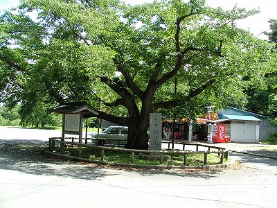 三戸城 本丸跡のようす。広大な平地が広がり、現在は駐車場や公園となっている。