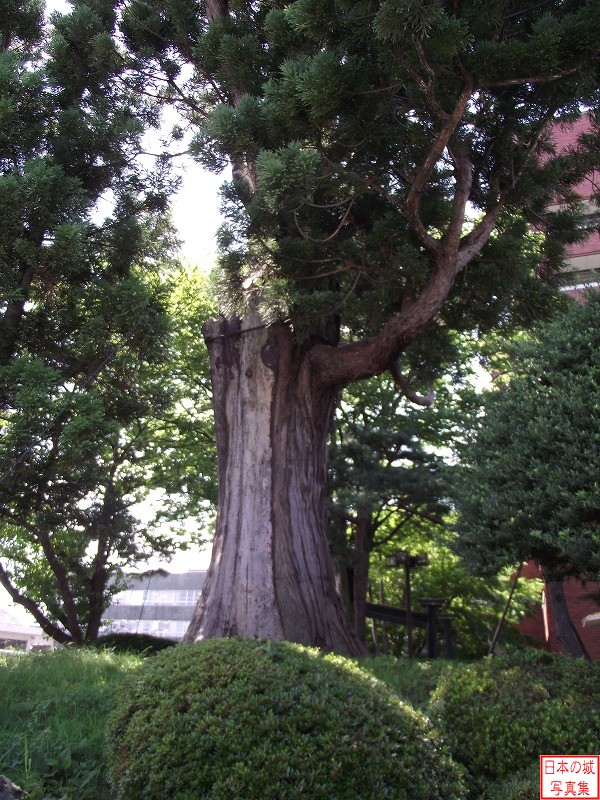 姥杉。かつて三之曲輪に植えられていた杉。
